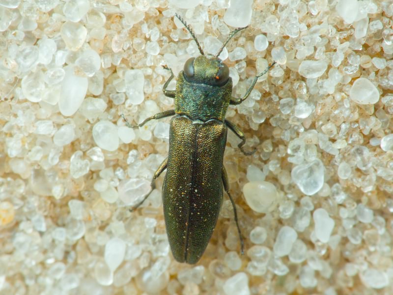Agrilus angustulus angustulus (Illiger, 1803)